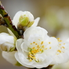 春色～花桃～④