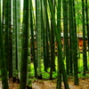 報国寺 竹の庭  2016 8/20 DSC08014