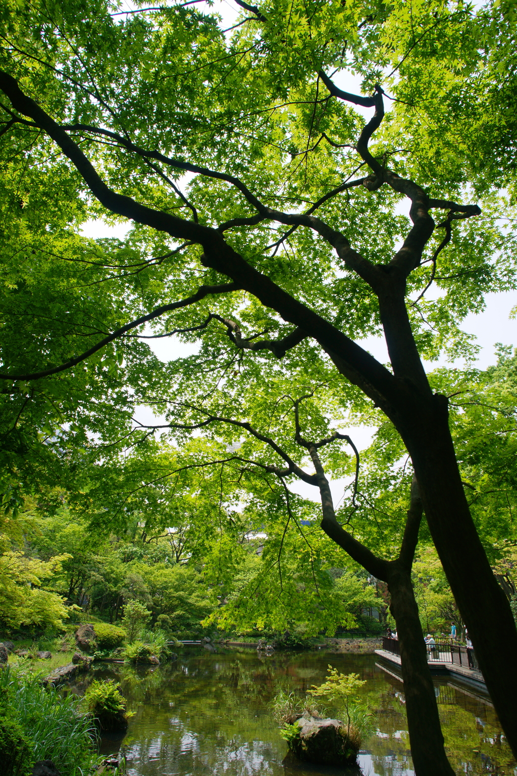 ぶらっと横浜公園 2016 5/2 DSC06692