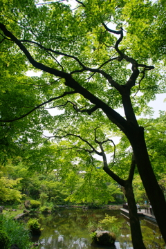 ぶらっと横浜公園 2016 5/2 DSC06692