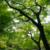 ぶらっと横浜公園 2016 5/2 DSC06692