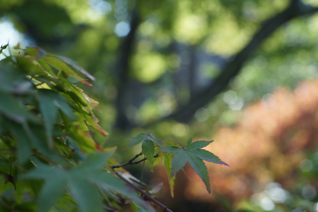 ぶら散歩東慶寺 2015 10/24 DSC00718