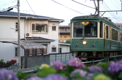 途中下車のぶら散歩② 6/1　江ノ電と紫陽花　PICT2552