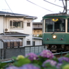途中下車のぶら散歩② 6/1　江ノ電と紫陽花　PICT2552