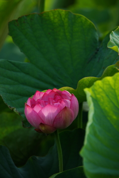 秘密の蓮池again 朝ぶらの収穫 2016 6/19 DSC03855