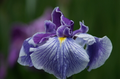 横須賀菖蒲園にて 6/6 DSC00756