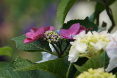 横須賀菖蒲園にて 6/6 DSC00906
