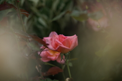 雨上がりの花菜ガーデンにて 6/27 DSC01733