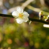 立春の常立寺～白梅～②