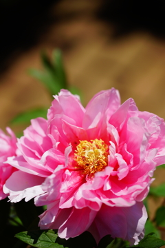 街中で見かけた春の花々 ③