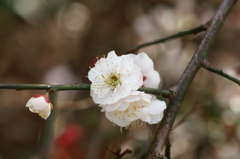 PICT0686
