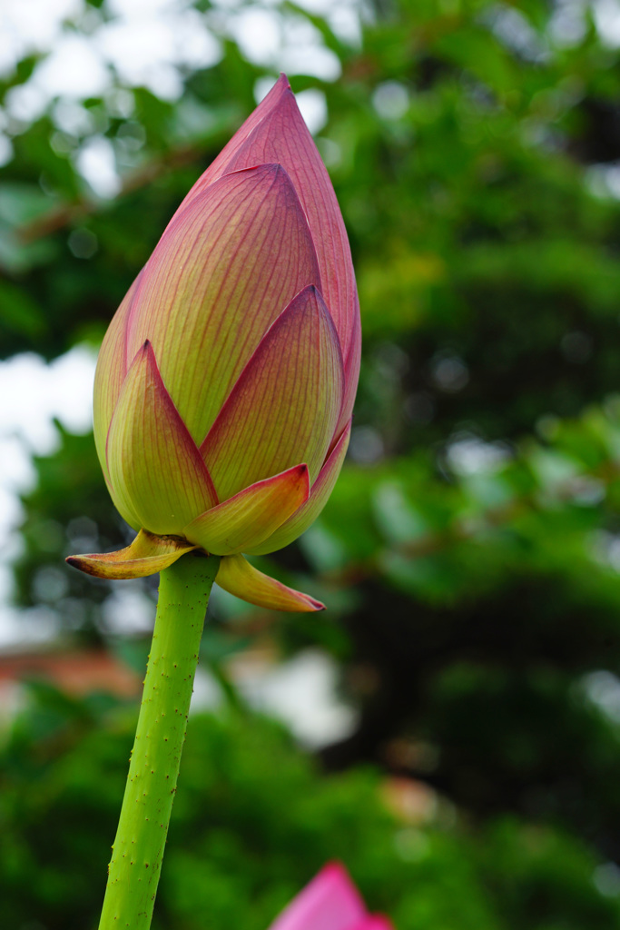 極楽の花開く季節 ①