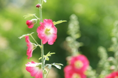 横須賀菖蒲園にて 6/6 DSC00789
