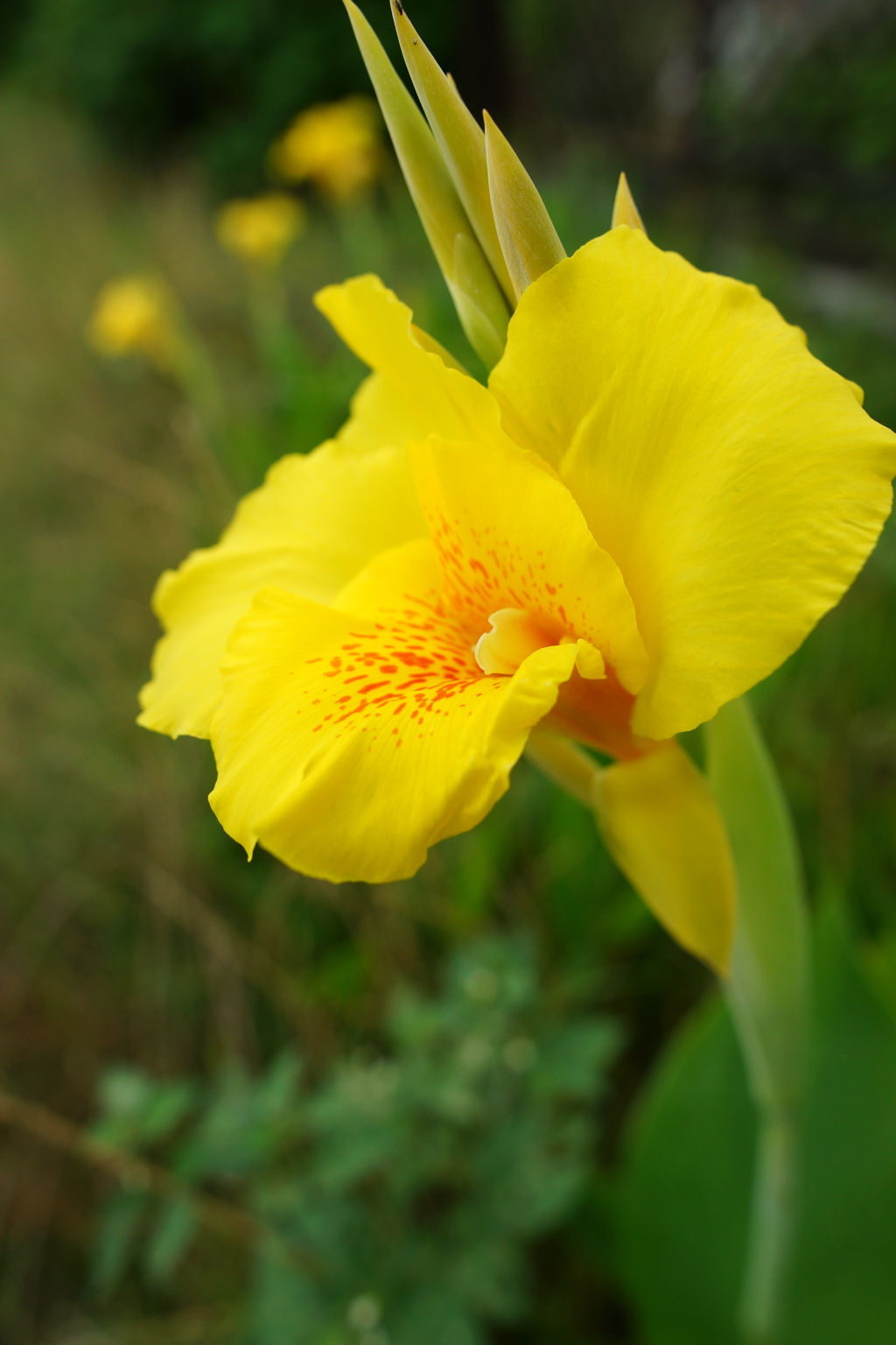 夏の朝ぶら 2016 7/16 DSC05912