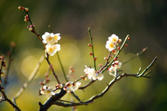 柔らかな春の光の中で...華やぐ鎌倉 ③