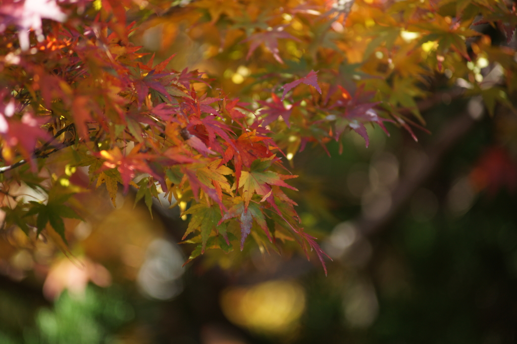 報国寺 竹撮ぶら散歩 2015 12/12 DSC01394