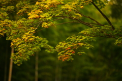 小さい秋 ぶら散歩 昭和記念公園 2015 10/10 DSC08221