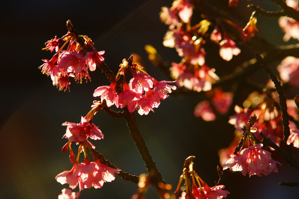 鎌倉宮 河津桜 2016 1/24 DSC04660