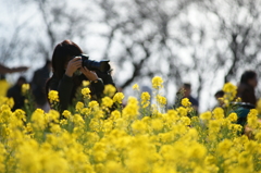 吾妻山 菜の花 ウォッチング 2016 1/9 DSC02067