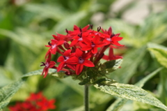 ぶら散歩 弥勒寺 7/25 DSC03573