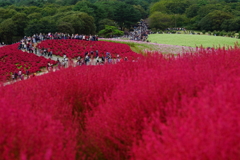 コキア～国営ひたち海浜公園～