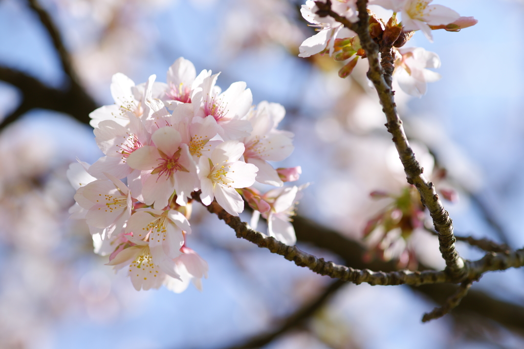 玉縄桜 フラワーセンター大船植物園 2016 2/27 DSC03024