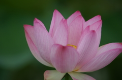 雨上がりの花菜ガーデンにて 6/27 DSC01901