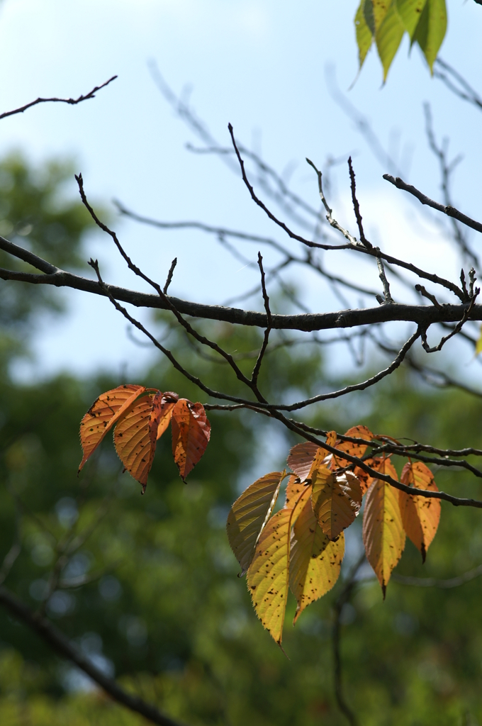 ぶら散歩 長久保公園 9/19 PICT1544