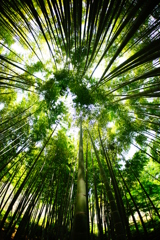 竹林の世界～報国寺～⑥
