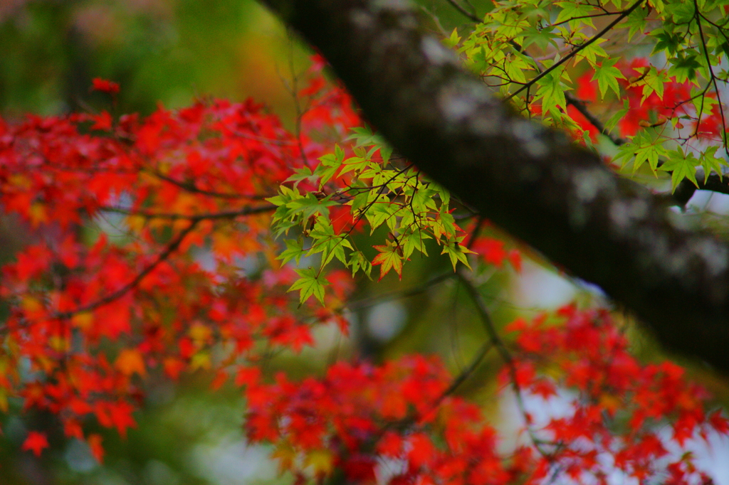 ちょっぴり紅葉狩り ぶら散歩 箱根 2015 10/31 DSC09013