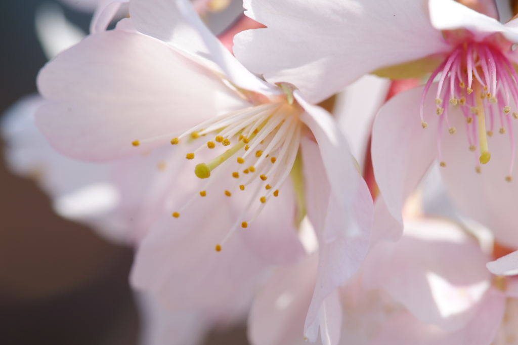 玉縄桜 フラワーセンター大船植物園 2016 2/27 DSC03183