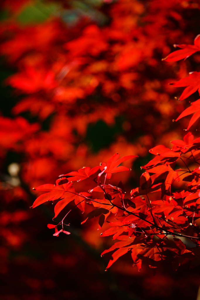 春のAKA...紅葉