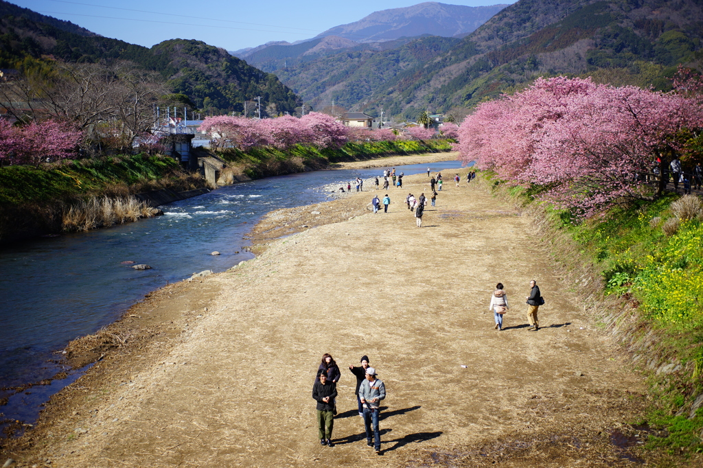 河津桜まつり 2016 2/21 DSC06029