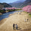 河津桜まつり 2016 2/21 DSC06029