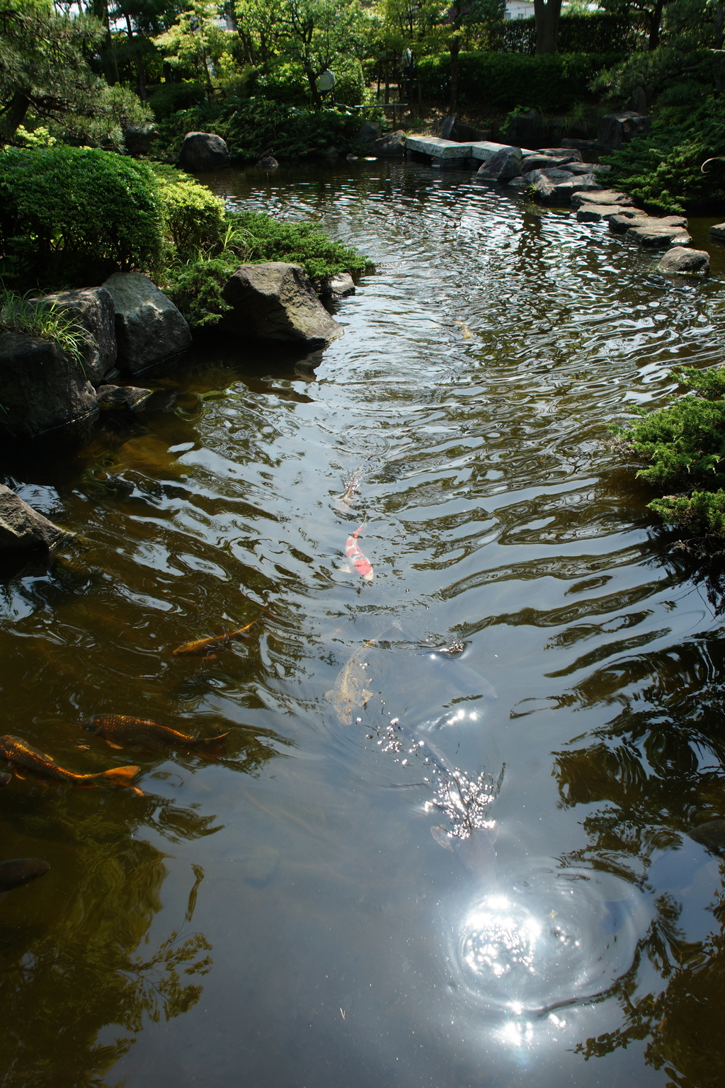 大磯城山公園 2016 5/15 DSC02433
