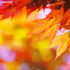 春紅葉を楽しまないなんて…勿体ない ⑥