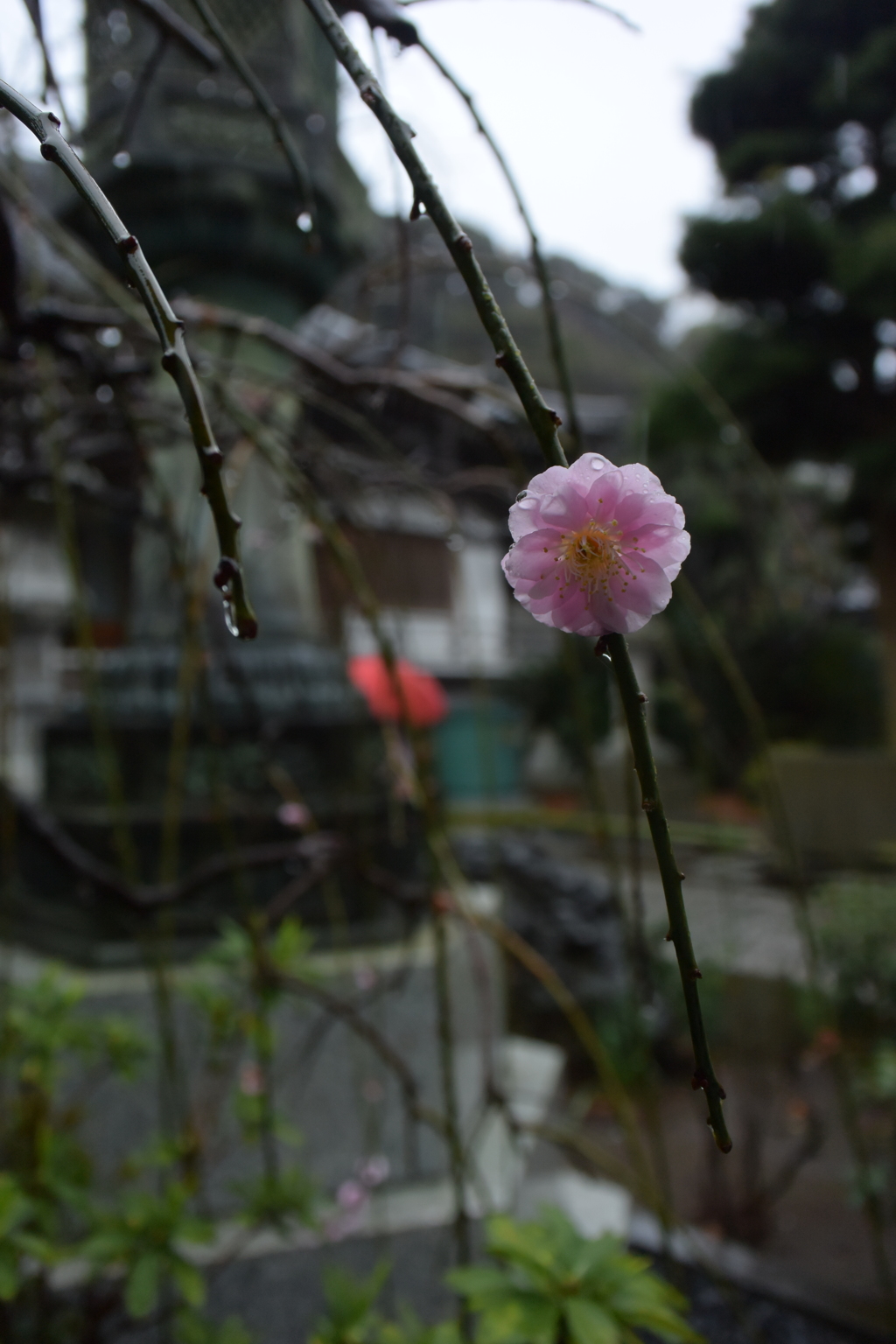 枝垂梅 雨の常立寺 20160319 DSC_2342