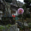 枝垂梅 雨の常立寺 20160319 DSC_2342
