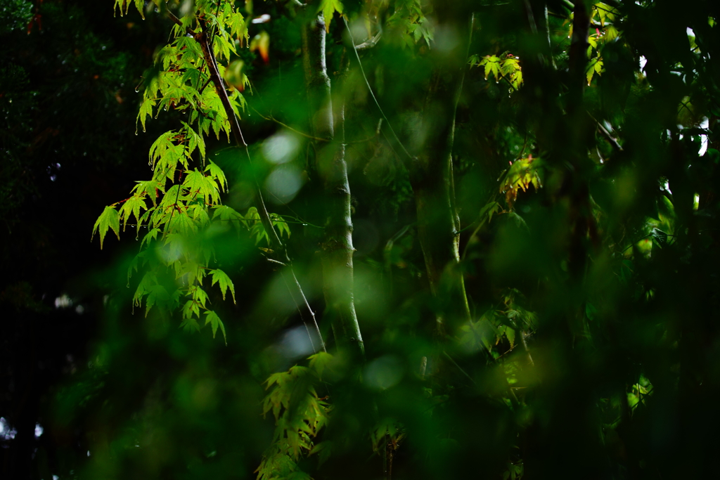 雫ちゃん～春の優しい光に包まれて～⑦