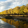 黄葉・紅葉 ぶら散歩 国営昭和記念公園 2015 11/15 DSC01576