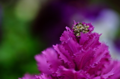 雫 2016 3/21 DSC06972