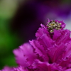 雫 2016 3/21 DSC06972
