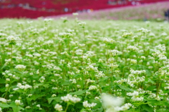 ソバの花