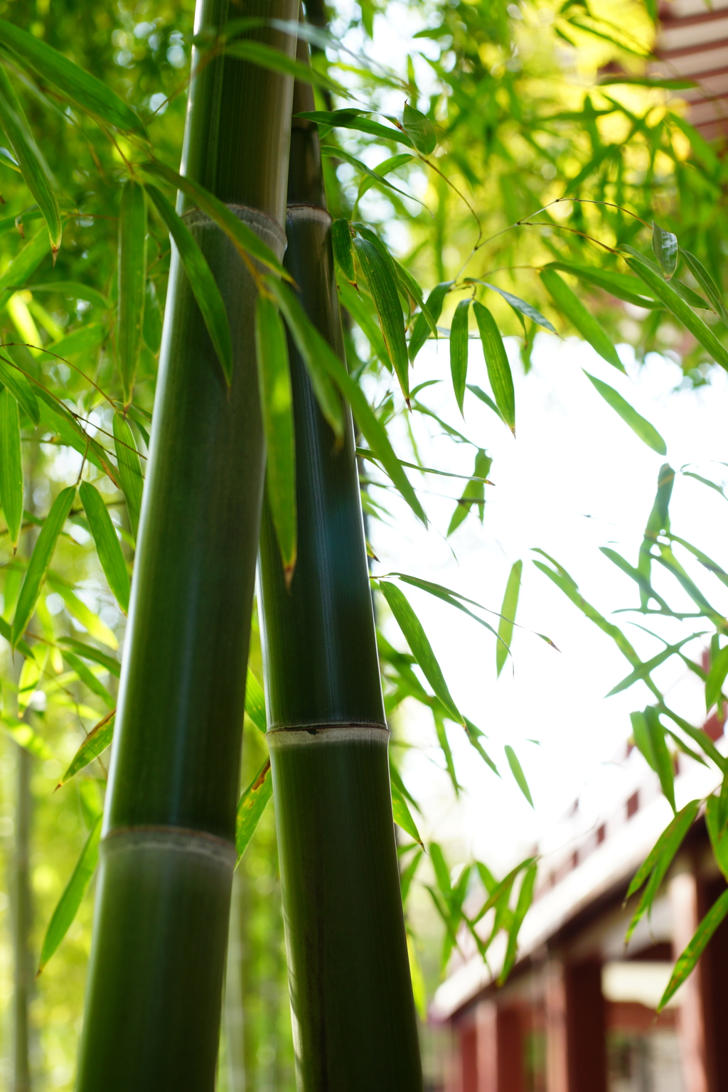 増上寺 2016 3/27 DSC07350