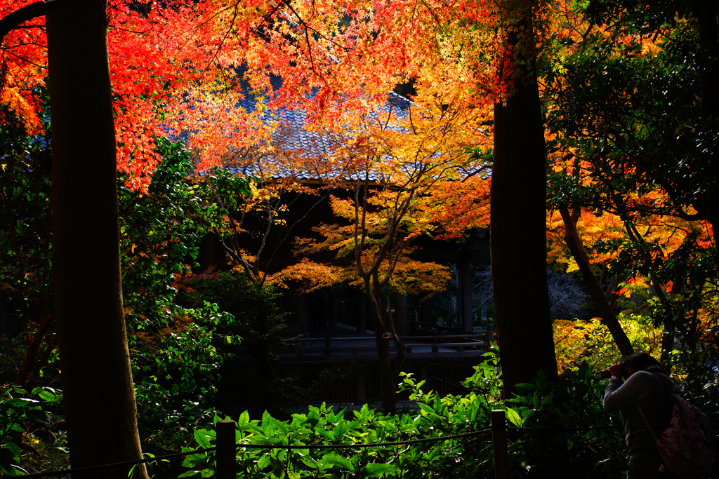 晩秋の妙本寺～艶やかなり