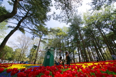 いざ、国営ひたち海浜公園 2016 4/23 DSC05702