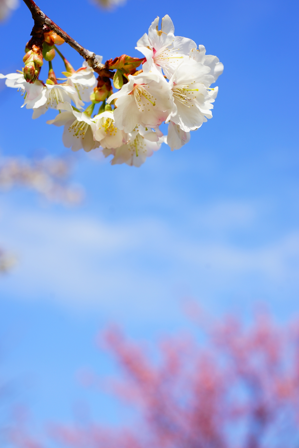 無名 白浜桜の里 2016 2/11 DSC05539