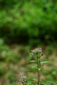 谷戸の花 2016 5/28 DSC03476