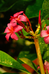 暫し暑さを忘れよう～観葉植物を眺めて ③