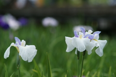 横須賀菖蒲園にて 6/6 DSC00380